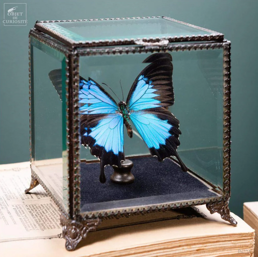 Papillon PAPILIO ULYSSES Butterfly  in a Square Box