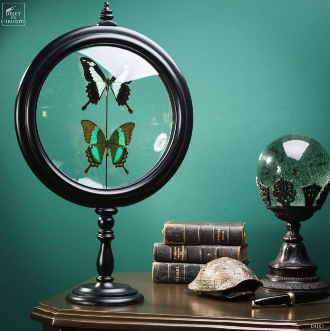Deux papillon DARDANUS Butterflies in a Reliquary
