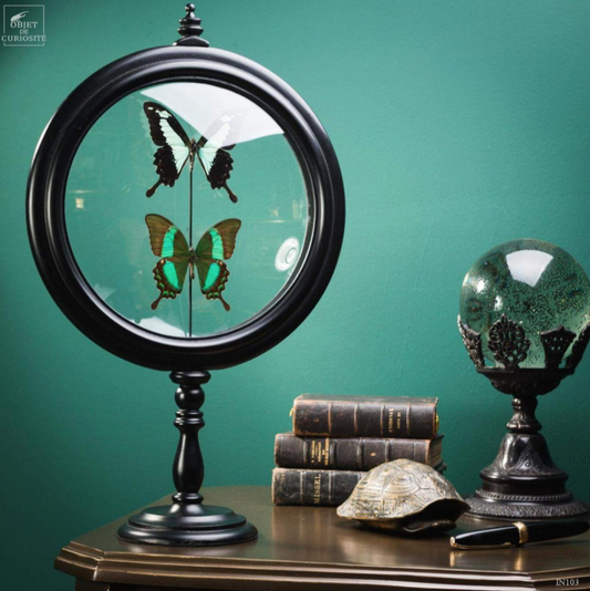 Deux papillon DARDANUS Butterflies in a Reliquary