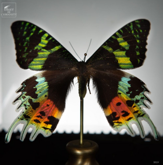 Papillon URANIA RIPHEUS in square box
