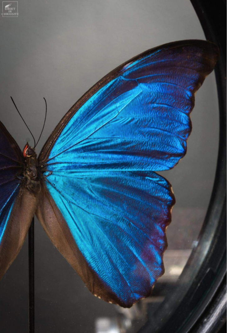 Papillon BLUE DANS glass stand