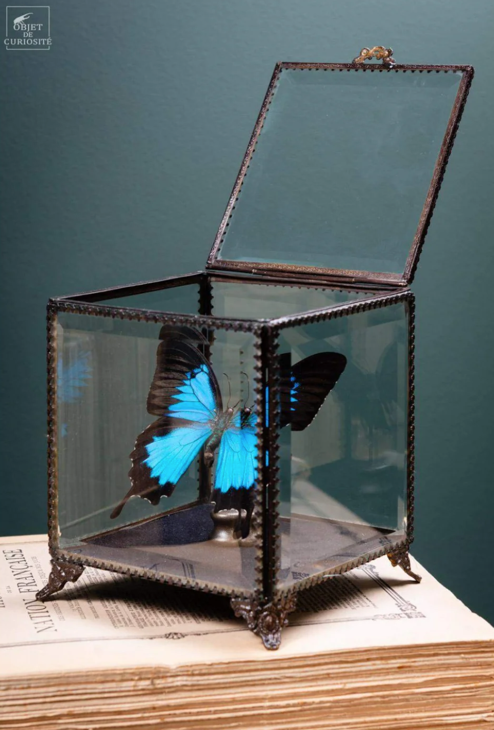 Papillon PAPILIO ULYSSES Butterfly  in a Square Box