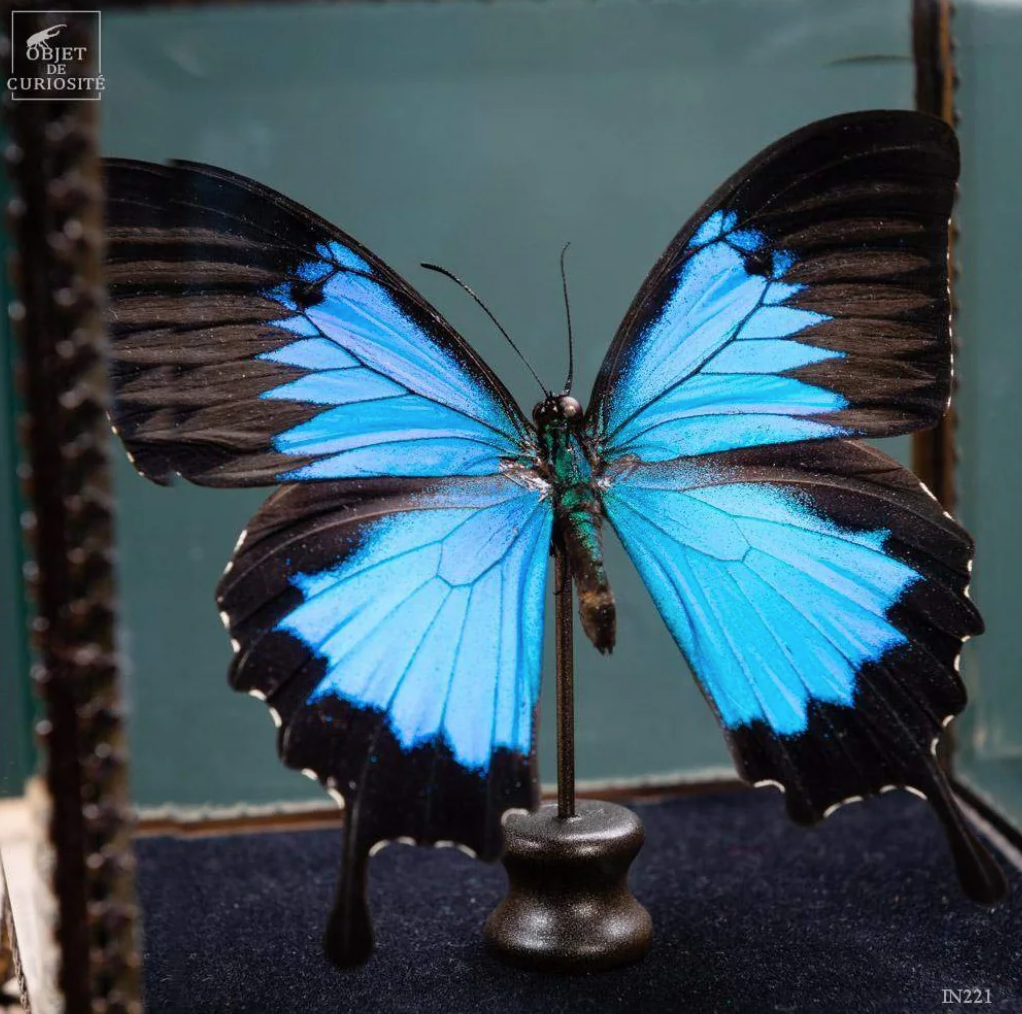 Papillon PAPILIO ULYSSES Butterfly  in a Square Box