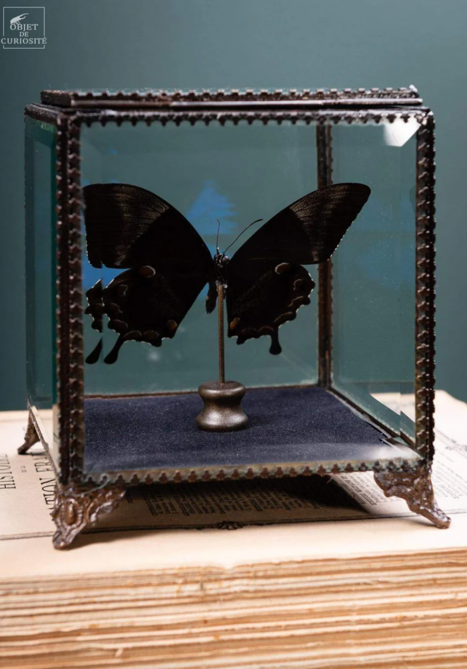 Papillon PAPILIO ULYSSES Butterfly  in a Square Box