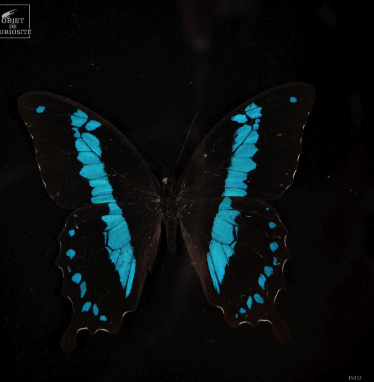 Papillon ORIIBAZUS in a black frame/ magnifying glass on chain