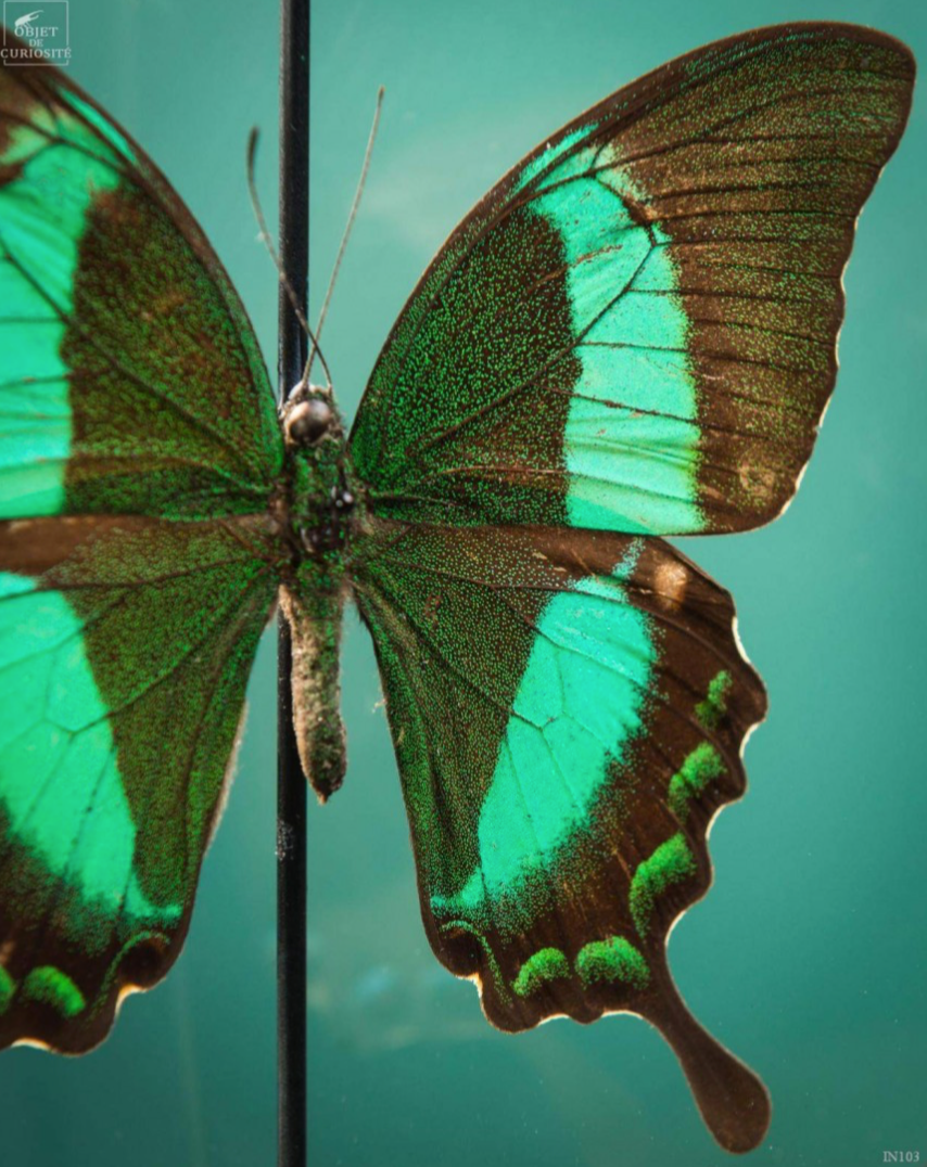 Deux papillon DARDANUS Butterflies in a Reliquary