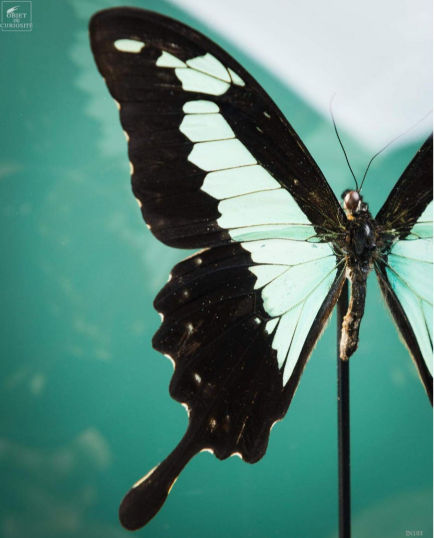 Deux papillon DARDANUS Butterflies in a Reliquary