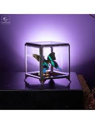 Papillon Green BLUMEI Butterfly in Glass Box