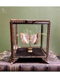 Papillon CHARAXES BRUTUS Butterly  from BANGUI in glass box