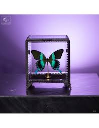 Papillon Green BLUMEI Butterfly in Glass Box