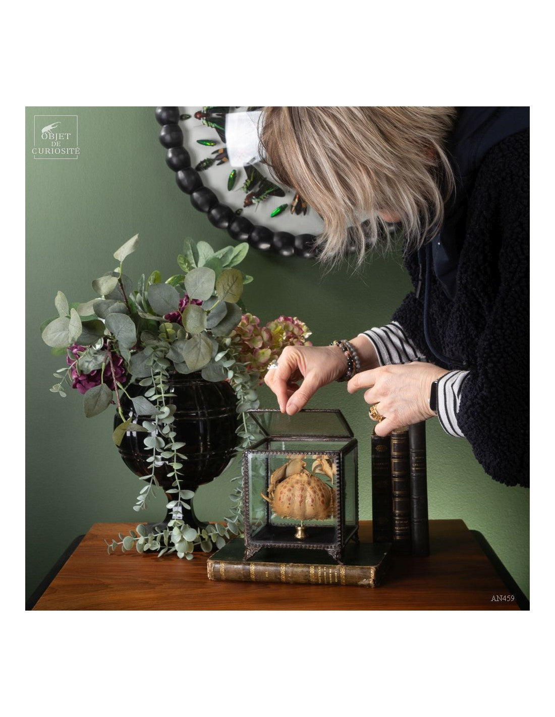 Crab CALAPPA dans boite