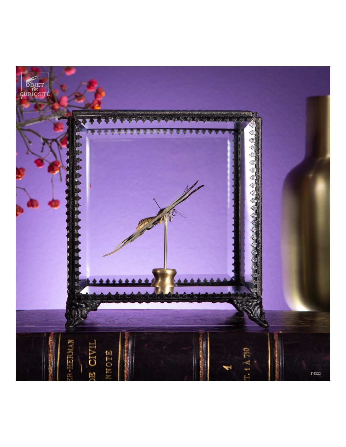 Butterfly DARDANUS MOP in square box