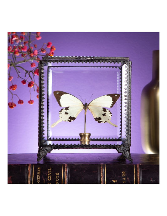 Papillon DARDANUS MOP butterfly in square box