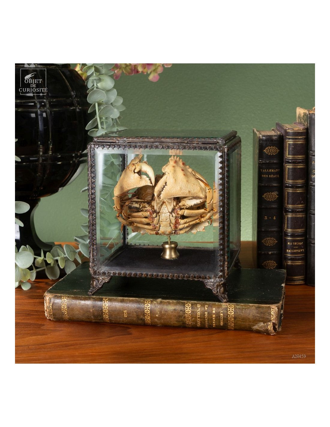 Crab CALAPPA dans boite