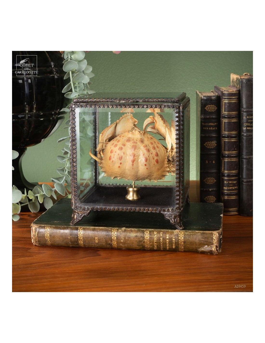 Crab CALAPPA dans boite