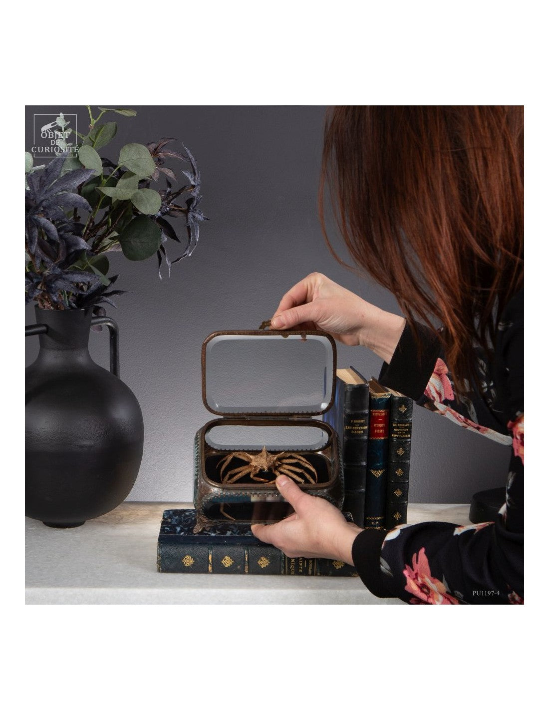 Crab SPIDER from Philippines glass box