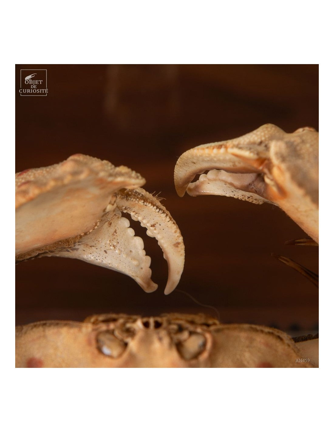 Crab CALAPPA dans boite