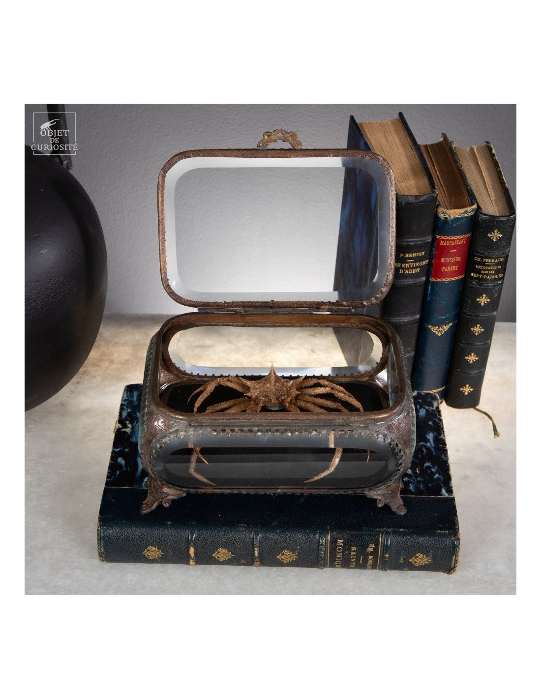 Crab SPIDER from Philippines glass box