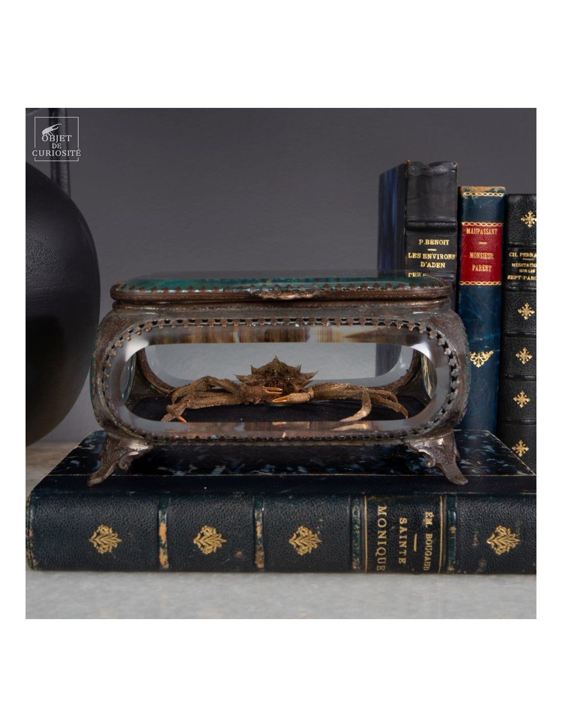 Crab SPIDER from Philippines glass box