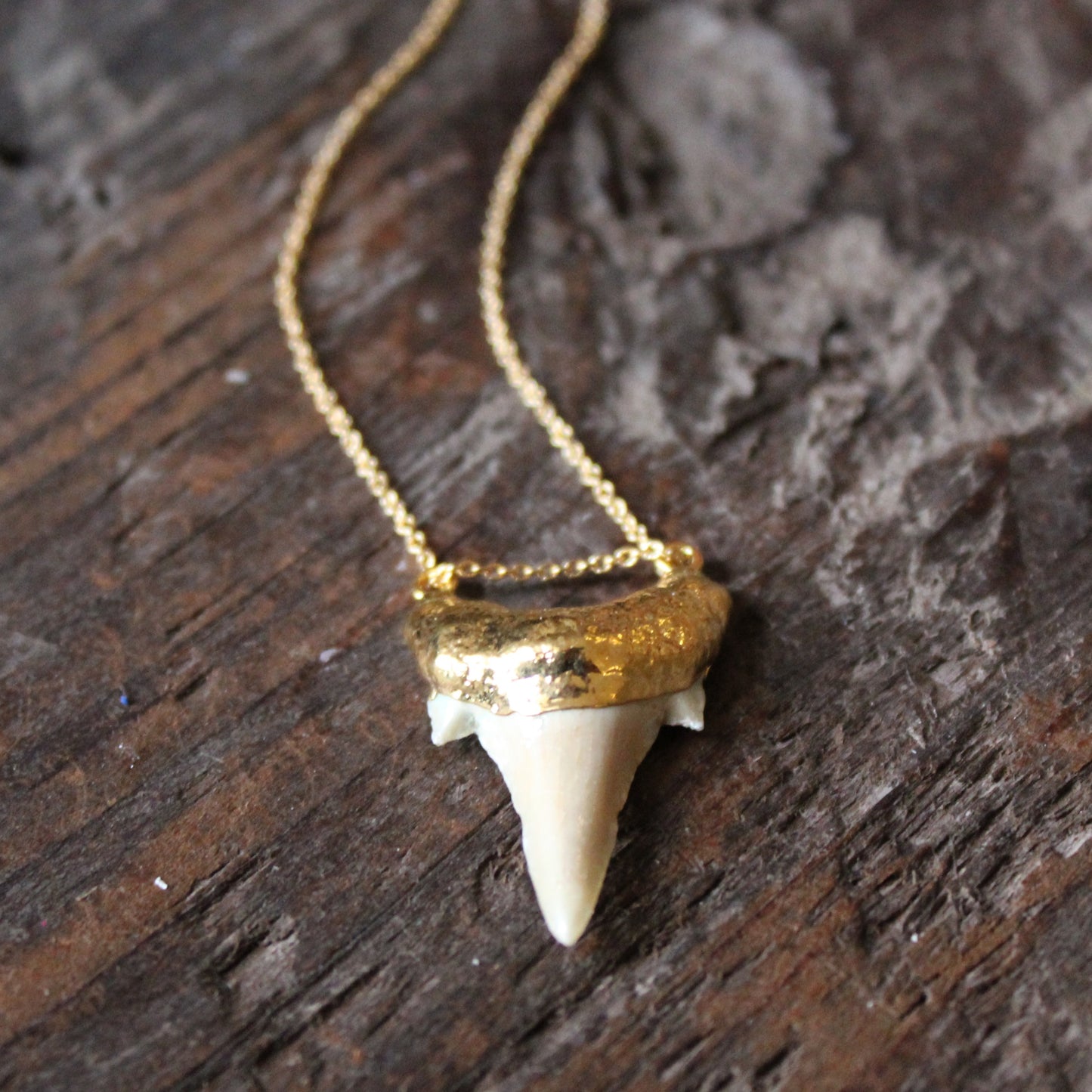 Light Fossilized Shark Tooth